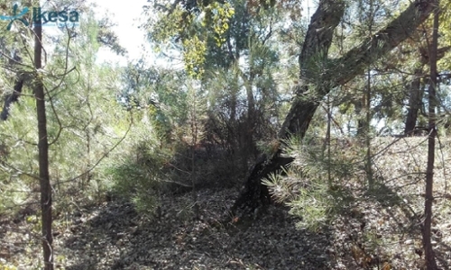 Valdelarco Sierra De Huelva tomt foto 6336763