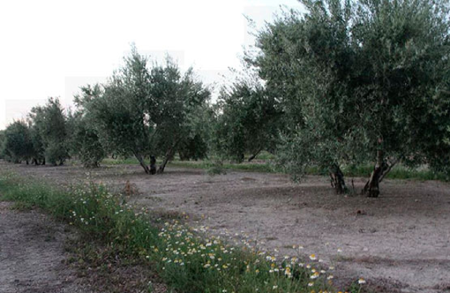  en venta terreno Villacarrillo Villas (Las) 2