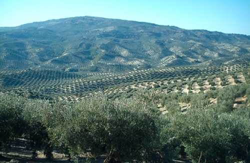 Villacarrillo Villas (Las) terreno foto 6336503