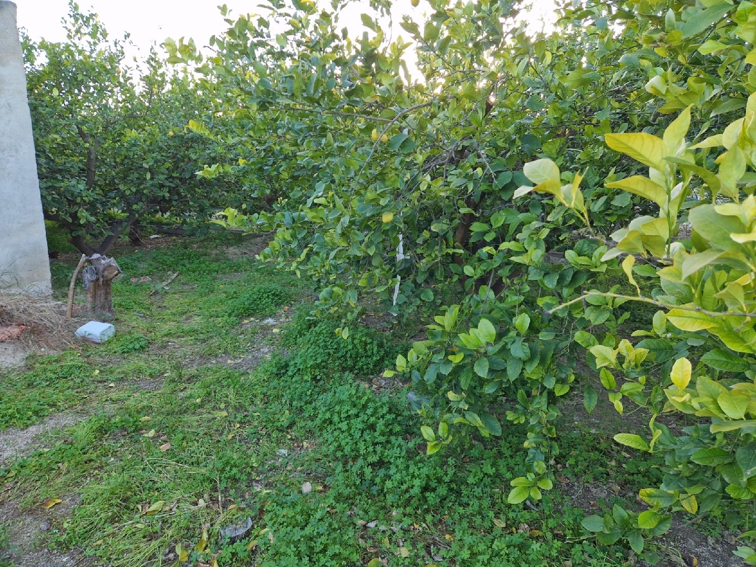  for sale plot Villanueva Del Río Segura Valle De Ricote 3