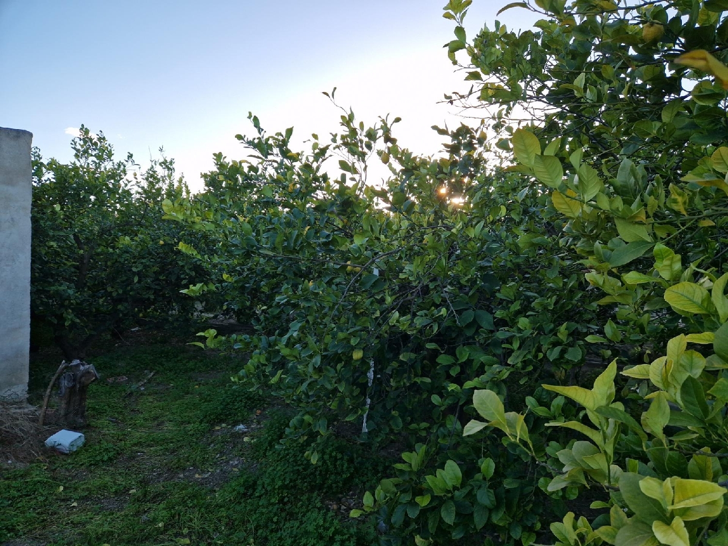  for sale plot Villanueva Del Río Segura Valle De Ricote 4
