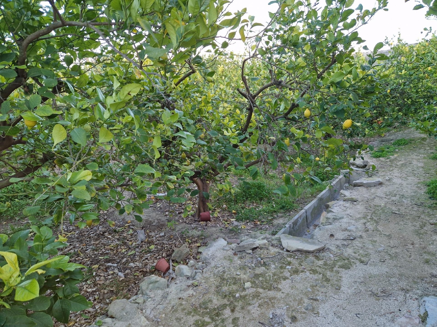  for sale plot Villanueva Del Río Segura Valle De Ricote 6