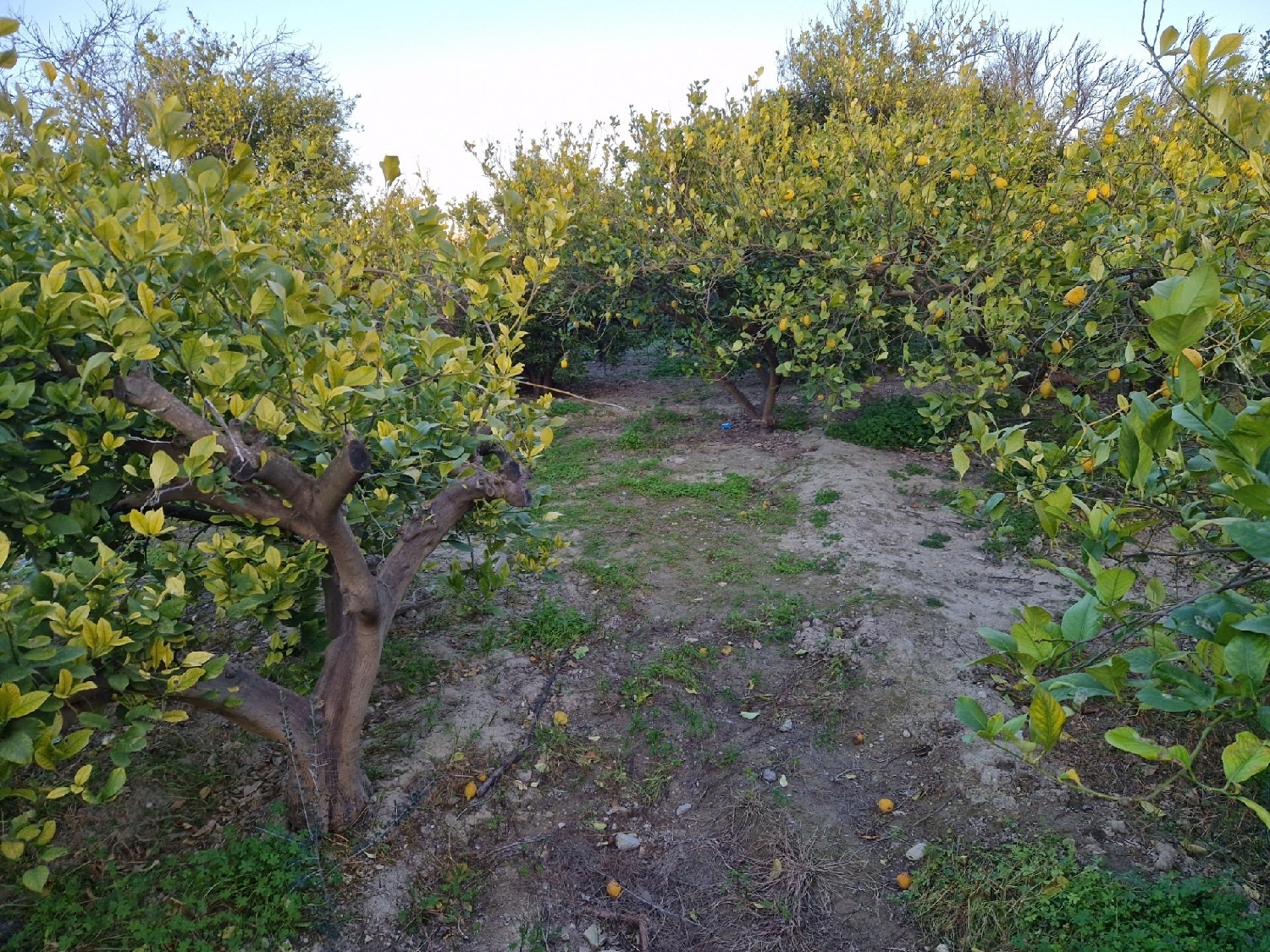  for sale plot Villanueva Del Río Segura Valle De Ricote 1