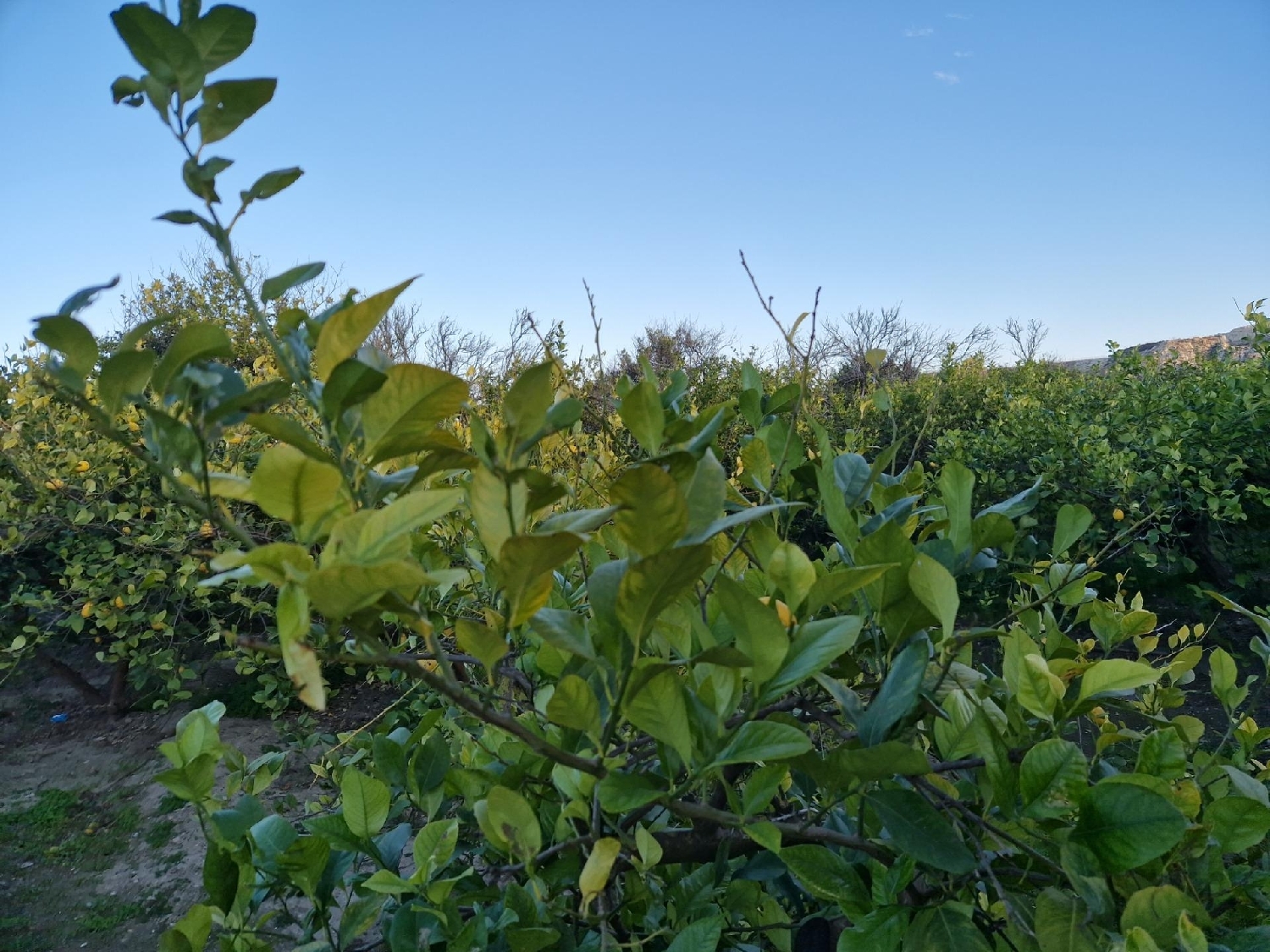  for sale plot Villanueva Del Río Segura Valle De Ricote 2