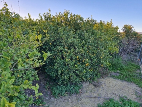 Villanueva Del Río Segura Valle De Ricote perceel foto 6334027