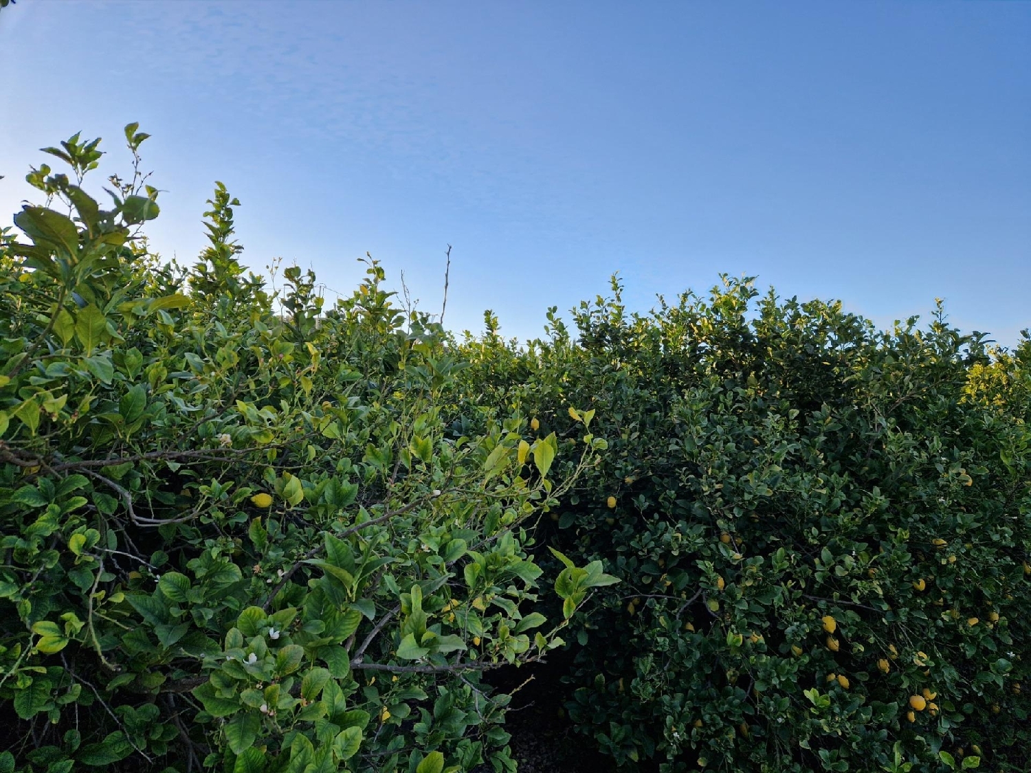  for sale plot Villanueva Del Río Segura Valle De Ricote 3