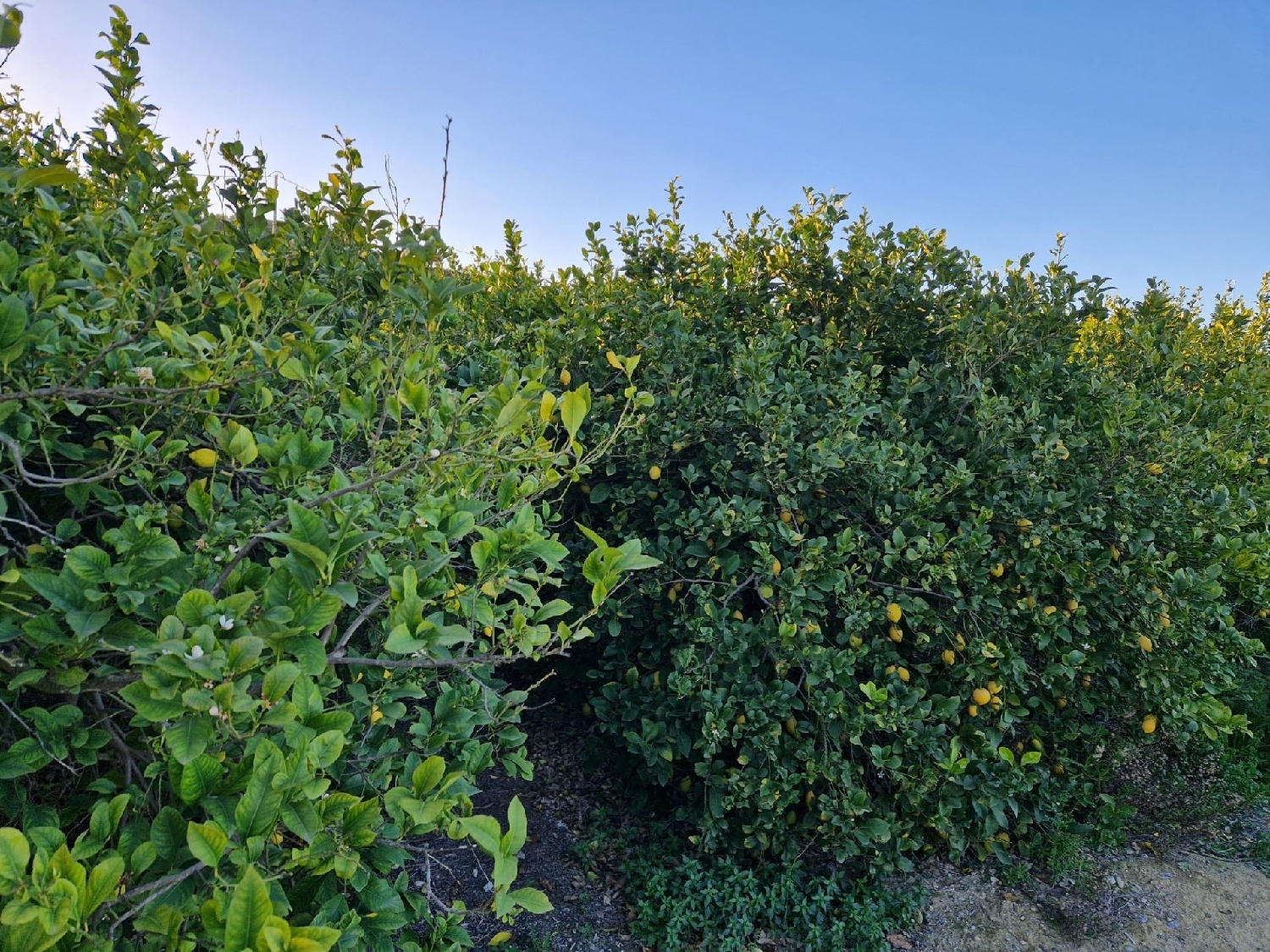  for sale plot Villanueva Del Río Segura Valle De Ricote 2