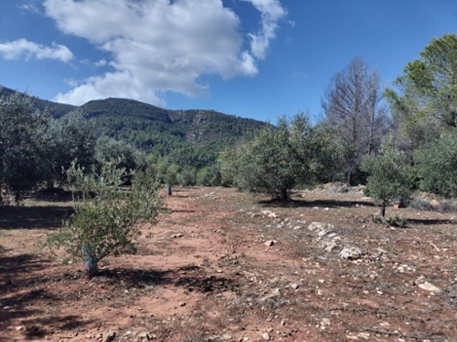 Xàtiva Costera (La) plot foto 6334300