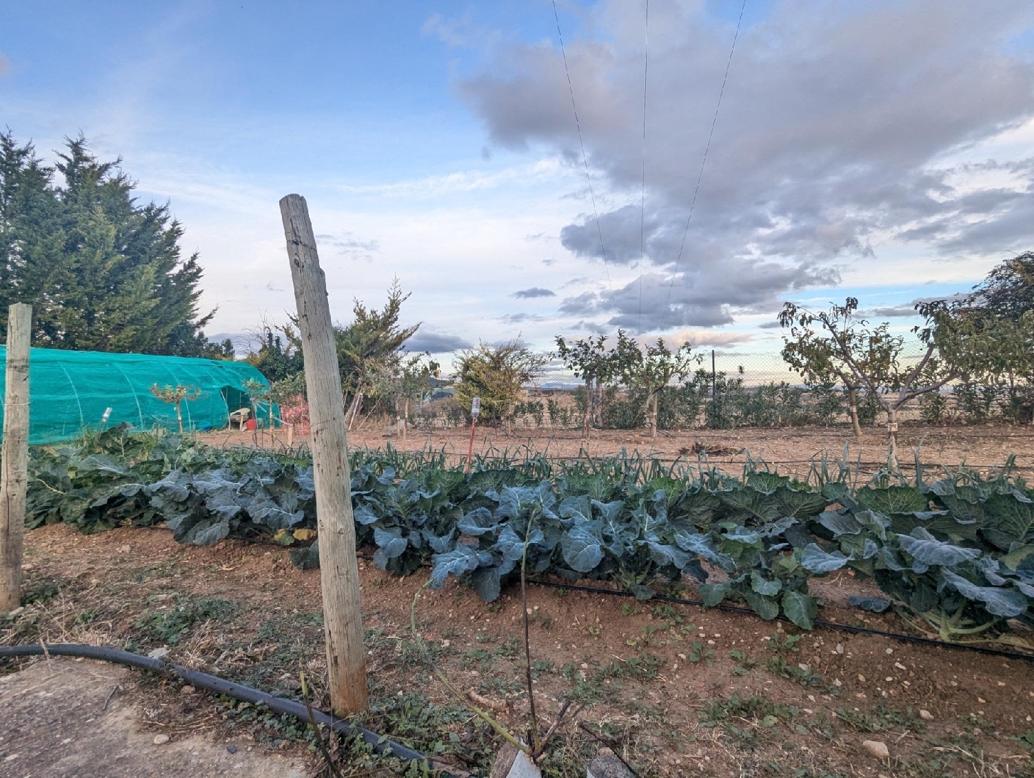  for sale shop Muniáin De La Solana Tierra Estella 3