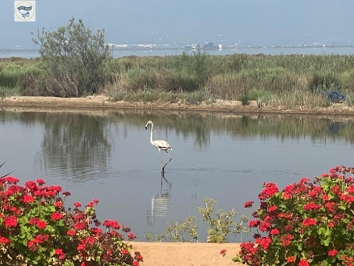 Amposta Montsià villa foto 6342171