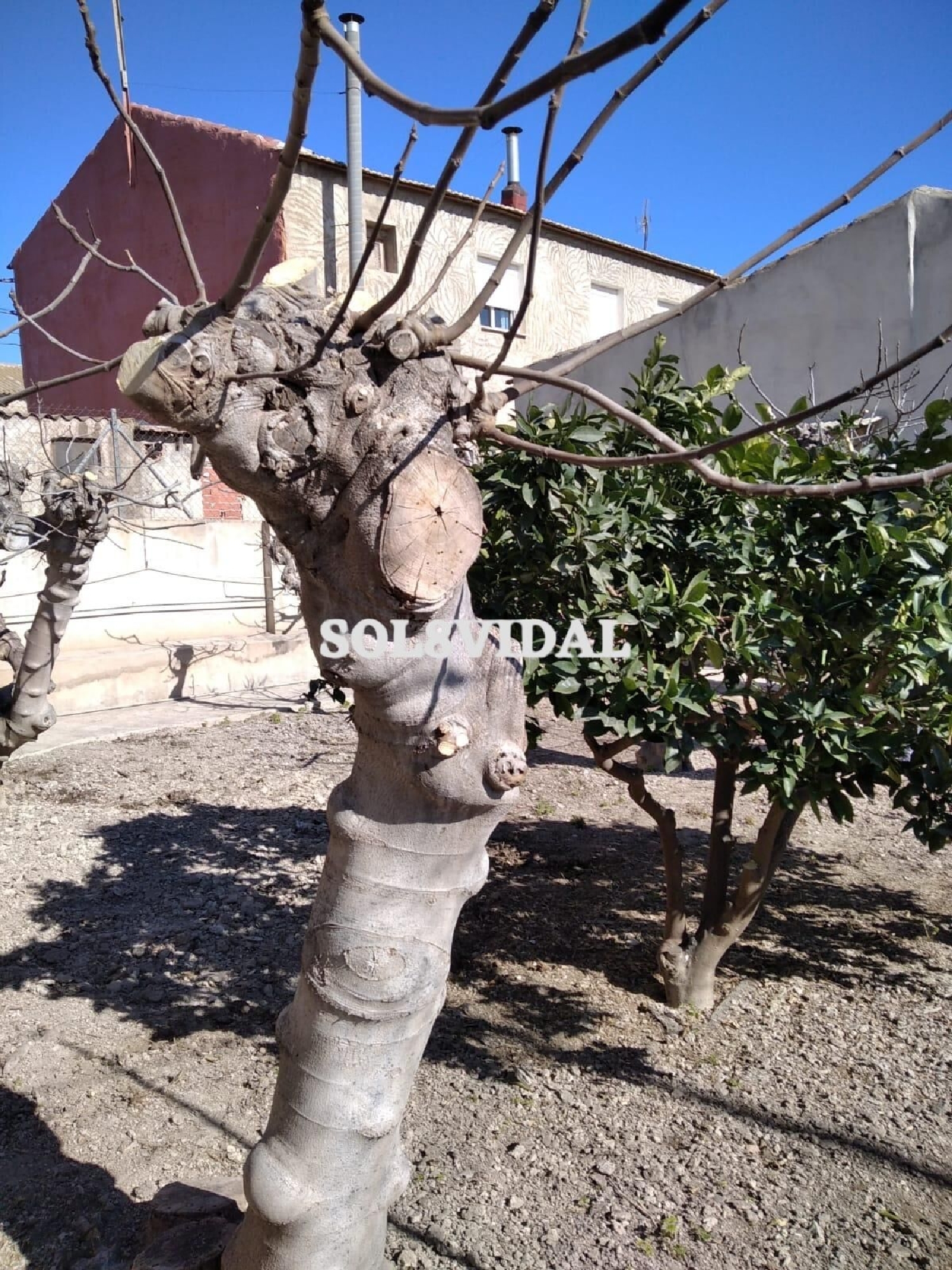  à vendre villa Orihuela Baix Segura 5