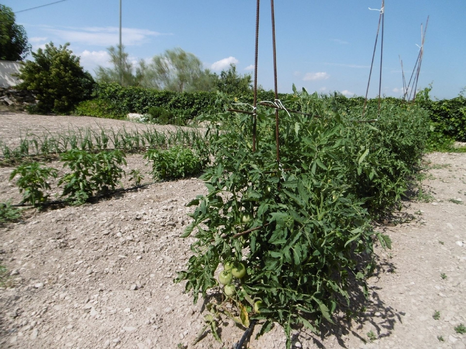  for sale villa Yecla Altiplano 21