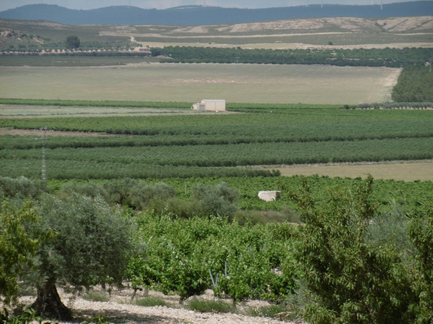  for sale villa Yecla Altiplano 22