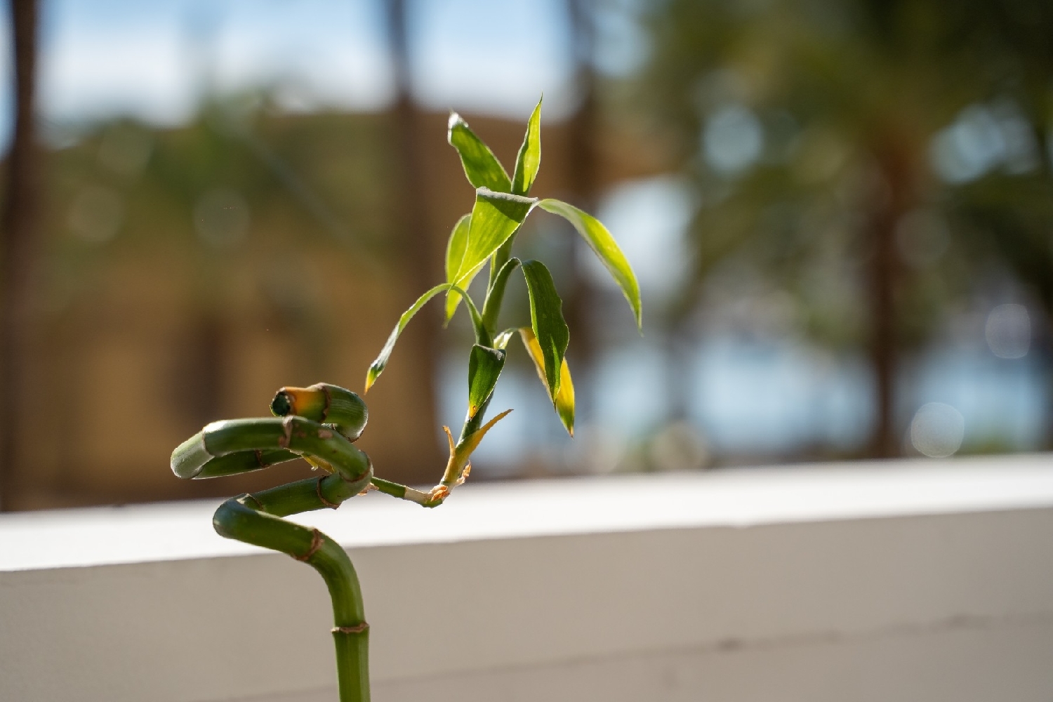  for sale apartment Alicante Centro 03001 Alacantí 3