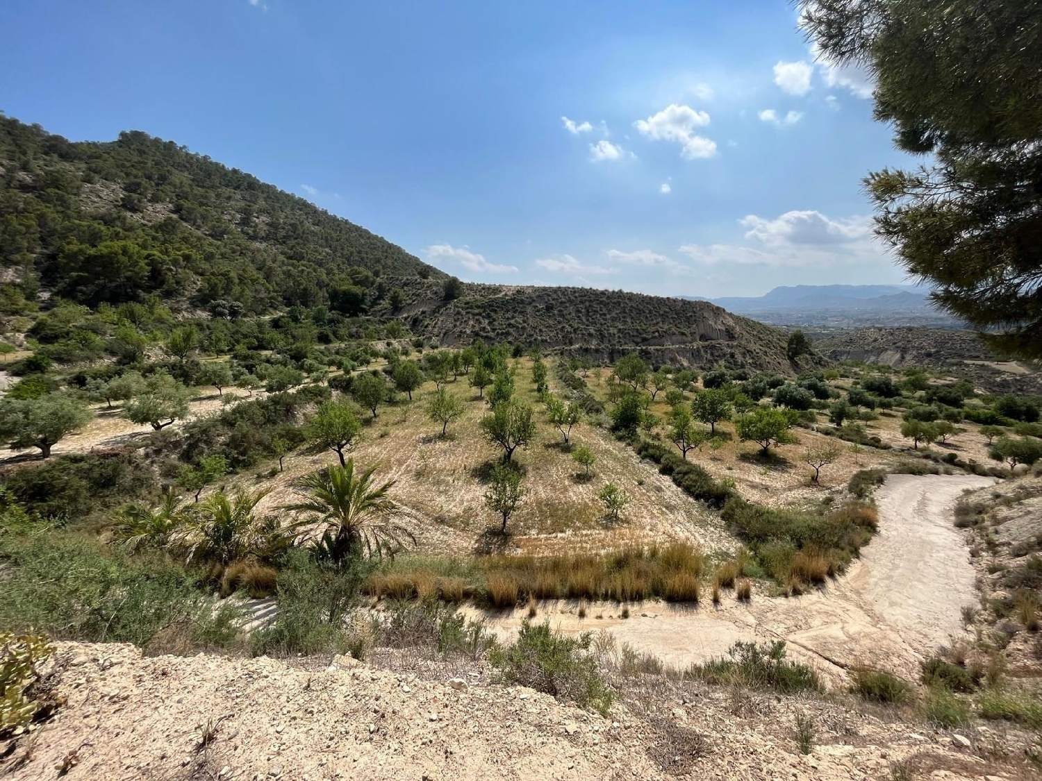  en venta finca rústica Abanillas Costa Occidental 8