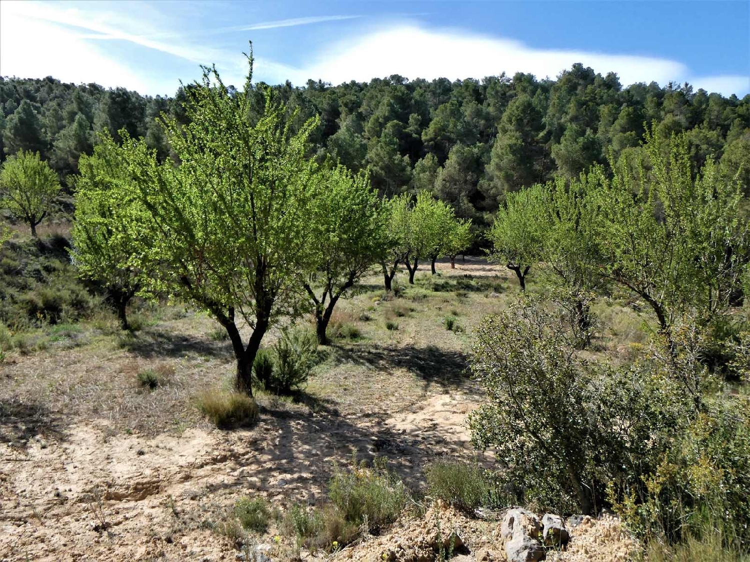  till salu hus på landet Arens De Lledó Matarraña 13