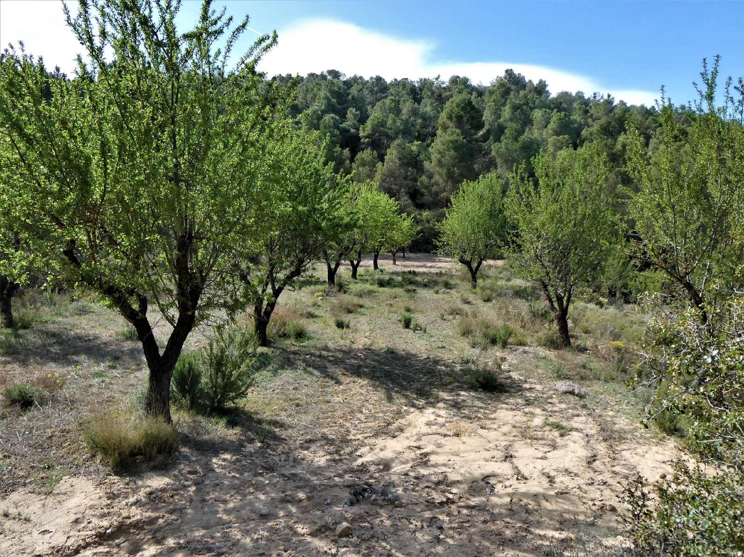  till salu hus på landet Arens De Lledó Matarraña 7