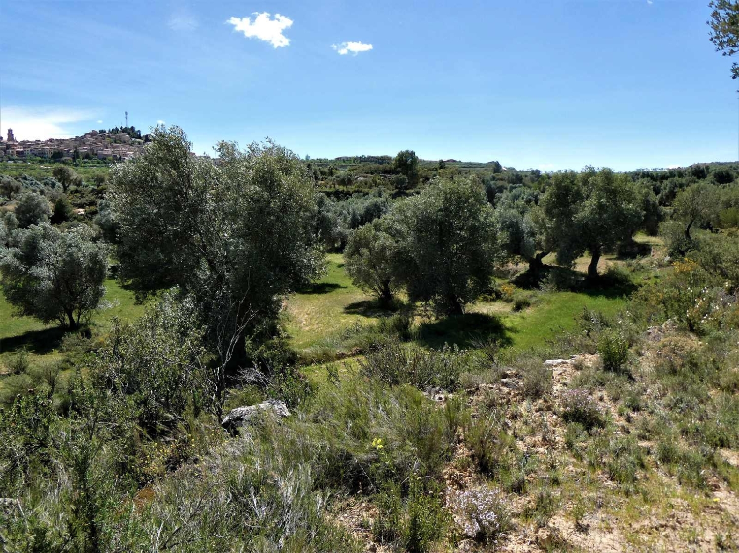  till salu hus på landet Calaceite Matarraña 14