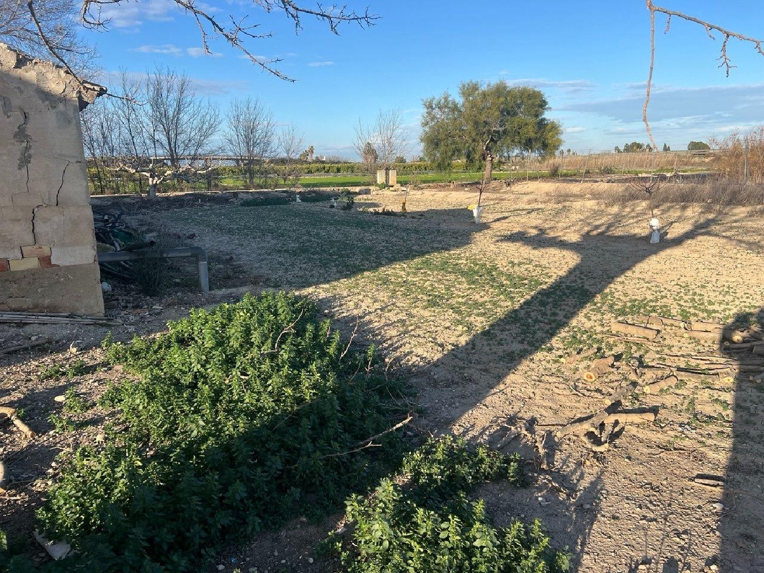  en venta finca rústica Daya Nueva Baix Segura 2