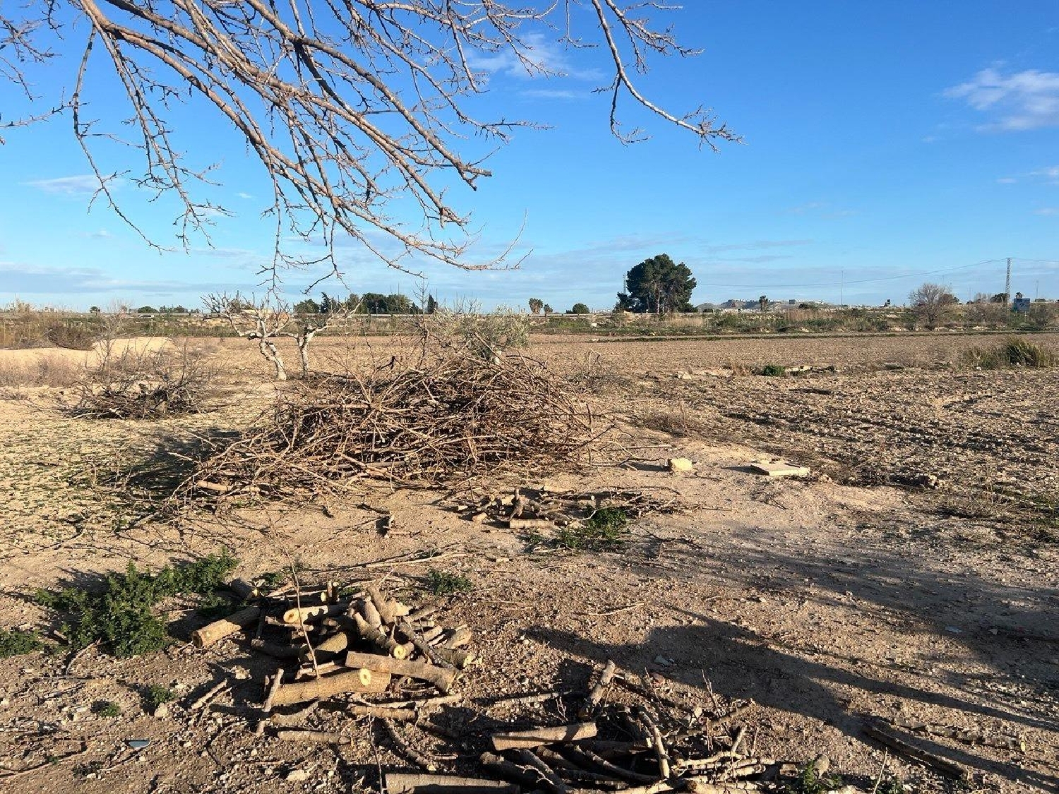  en venta finca rústica Daya Nueva Baix Segura 4