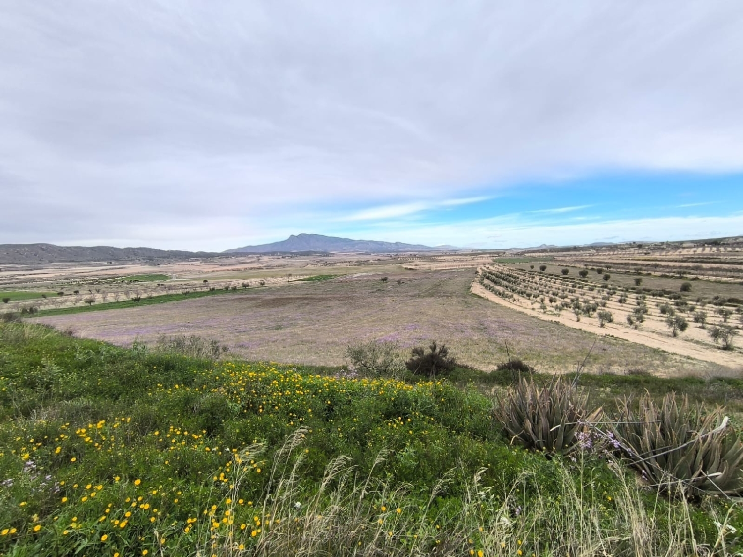  till salu hus på landet Jumilla Altiplano 5