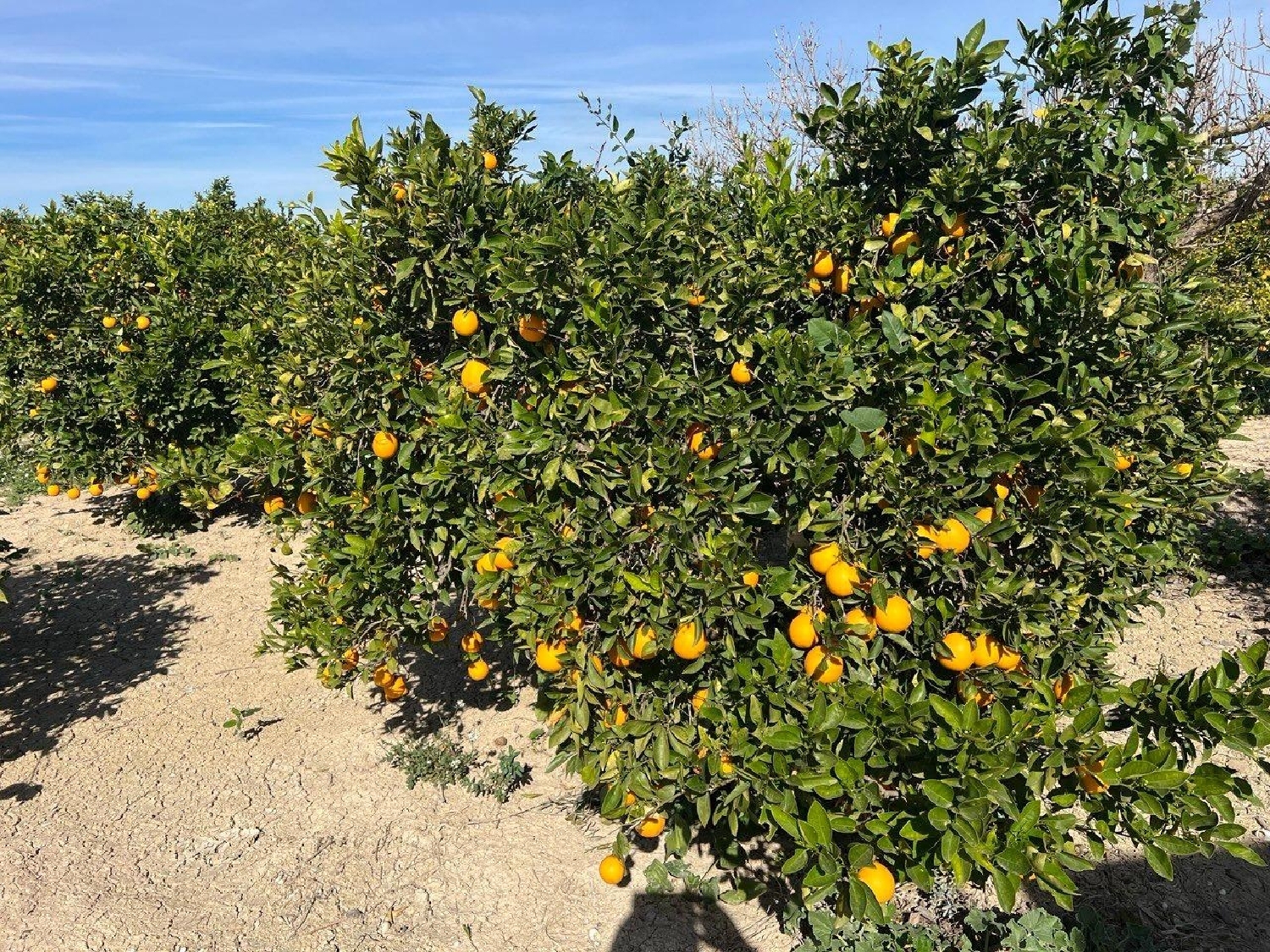  for sale country house Los Montesinos Baix Segura 8