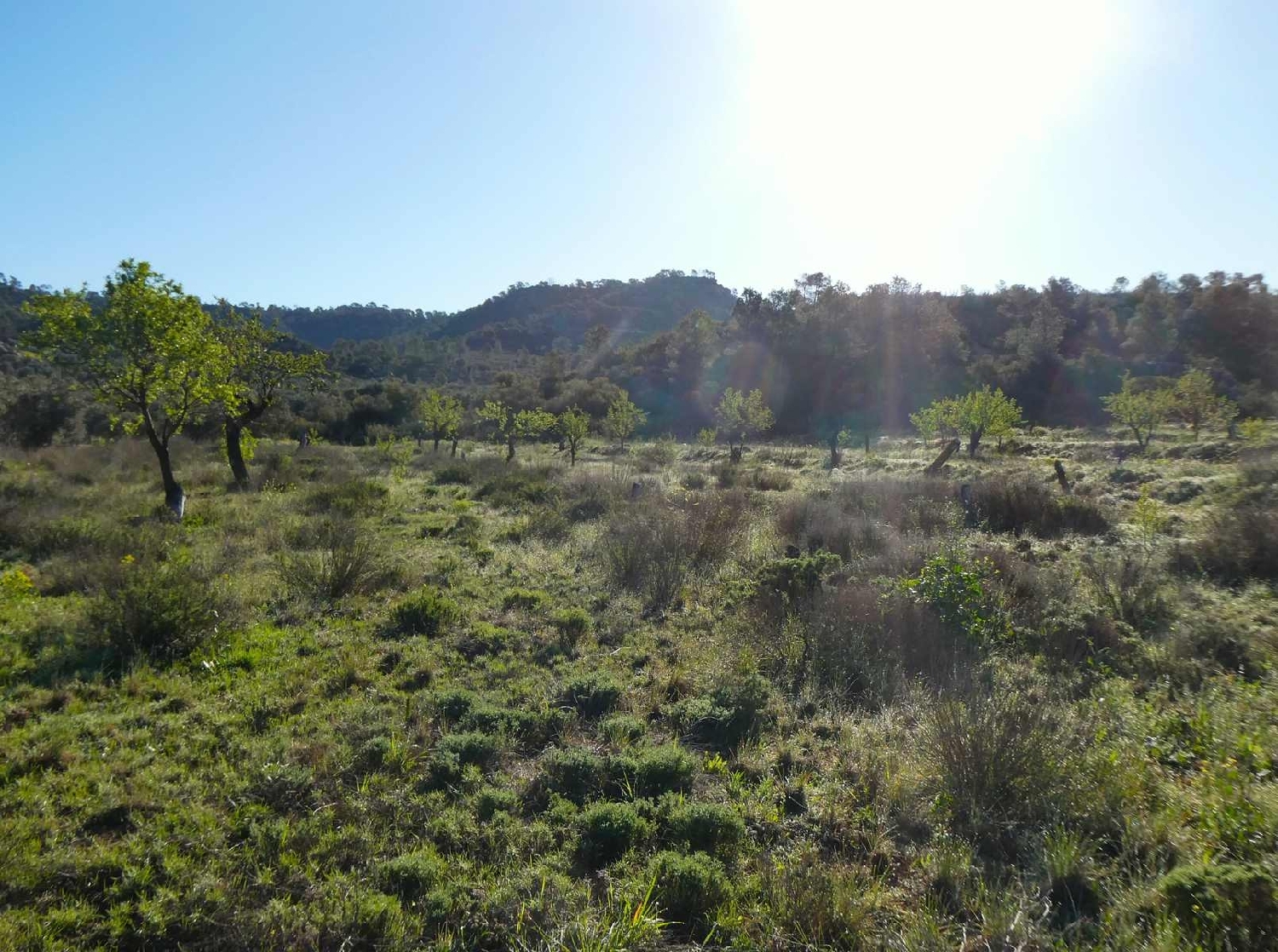  till salu hus på landet Maella Bajo Aragón-Caspe 7