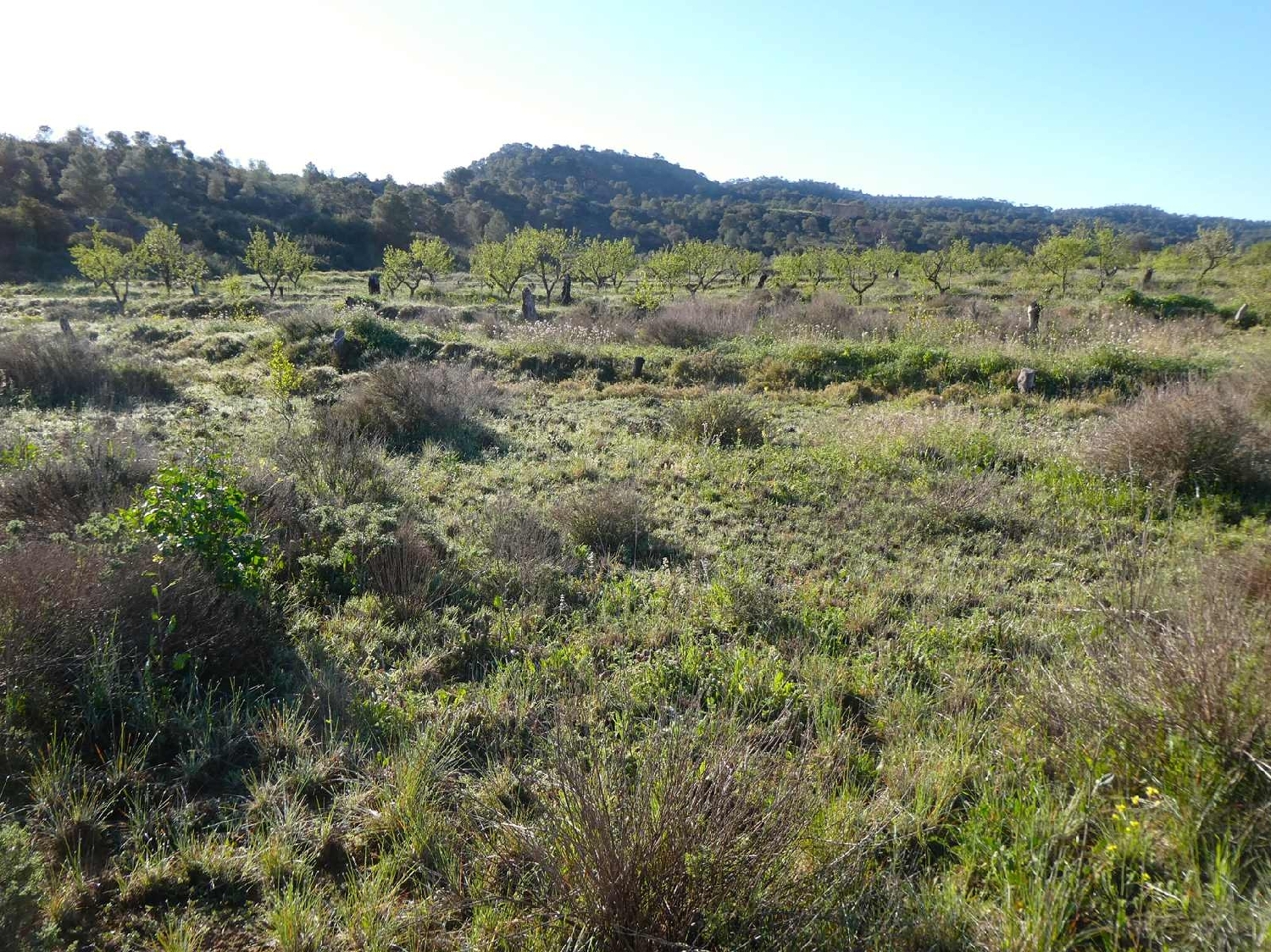  till salu hus på landet Maella Bajo Aragón-Caspe 4