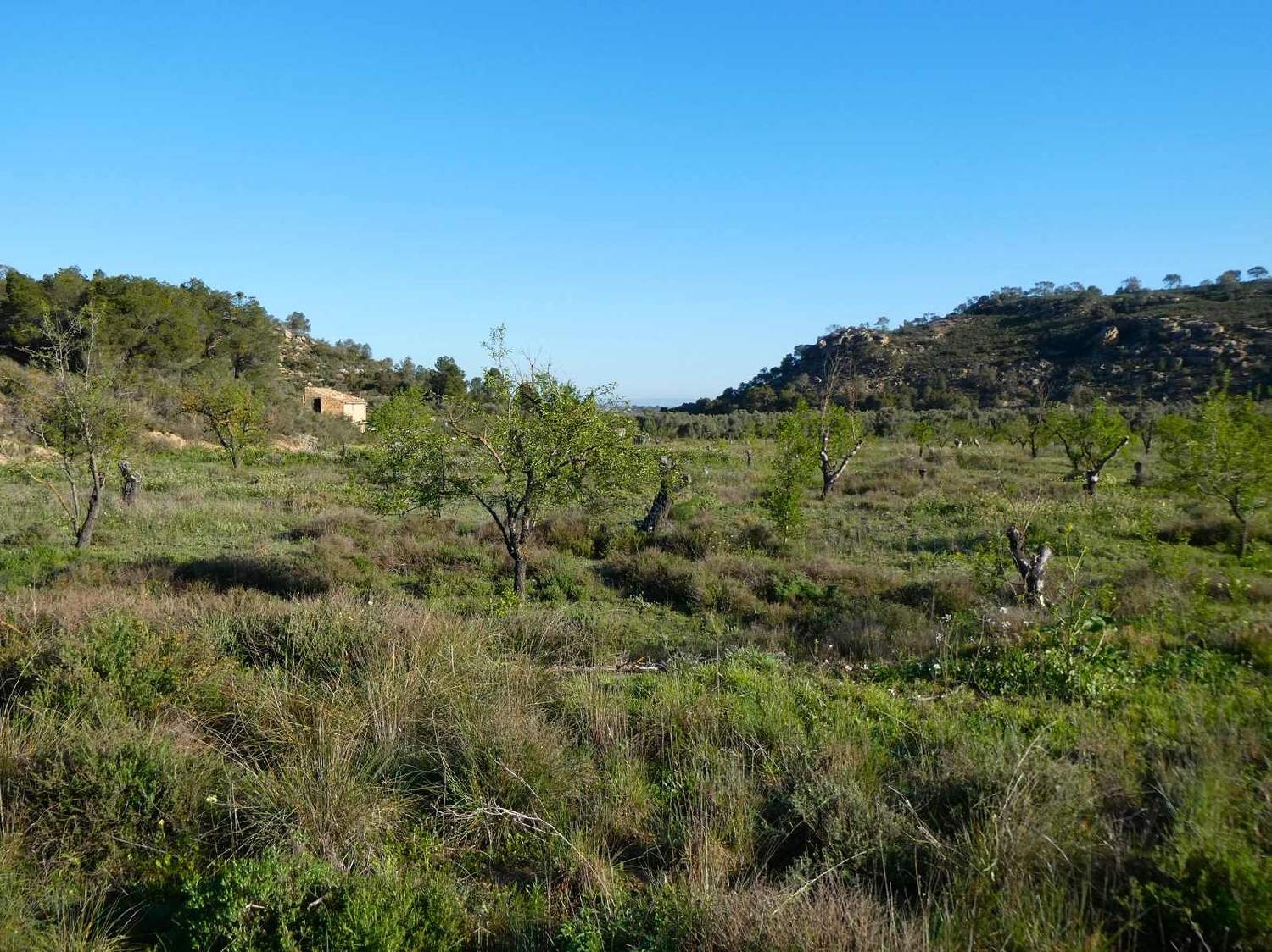  till salu hus på landet Maella Bajo Aragón-Caspe 2