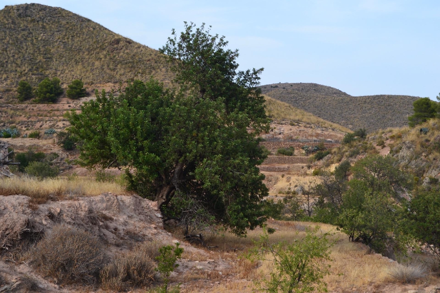  te koop boerderij Porcariza Arzúa 7