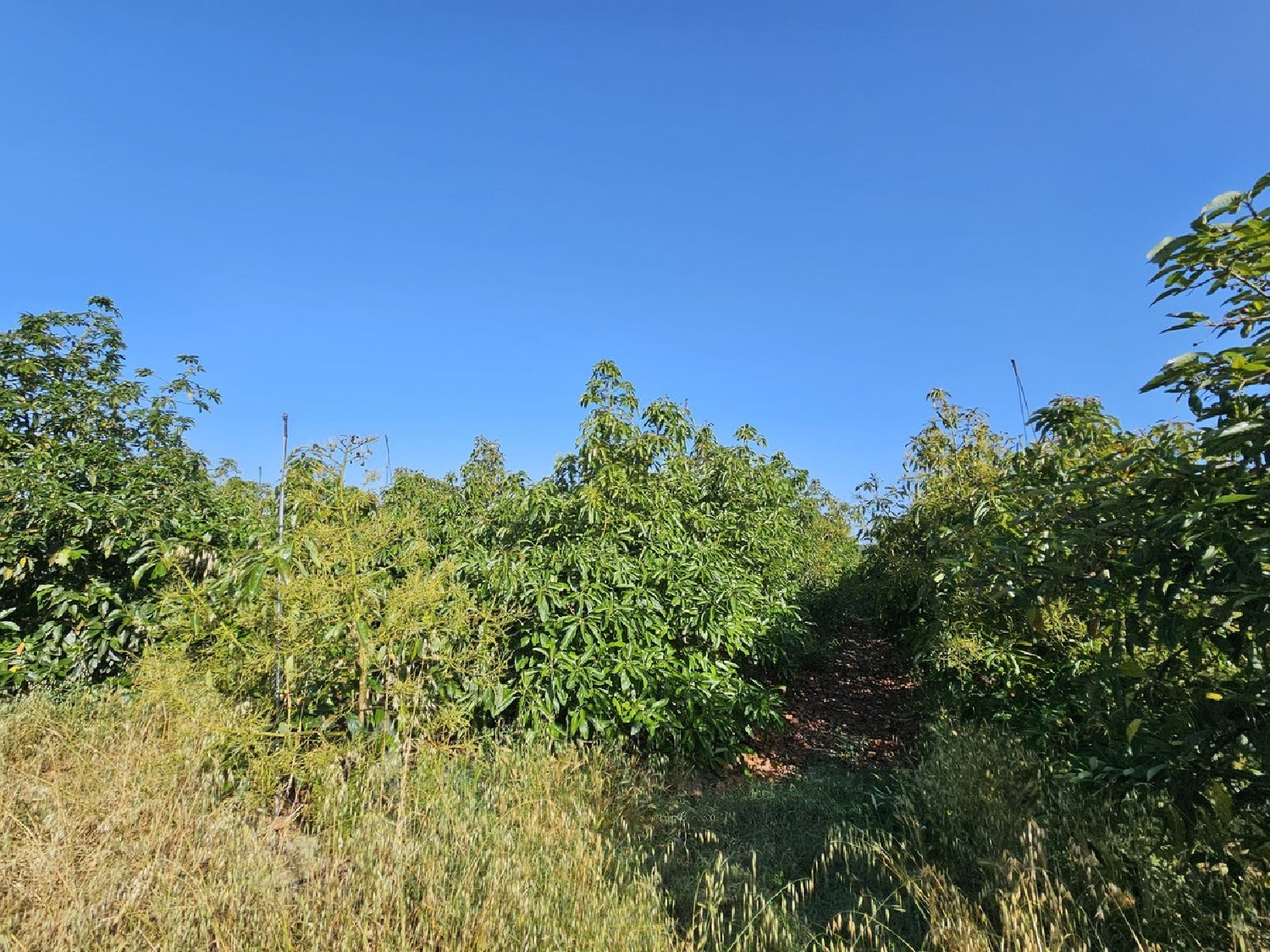  till salu hus på landet San Martin Del Tesorillo Campo De Gibraltar 3