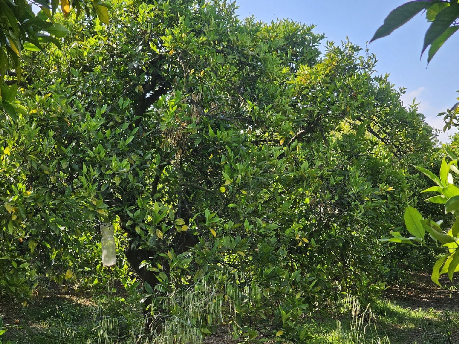  till salu hus på landet San Martin Del Tesorillo Campo De Gibraltar 7