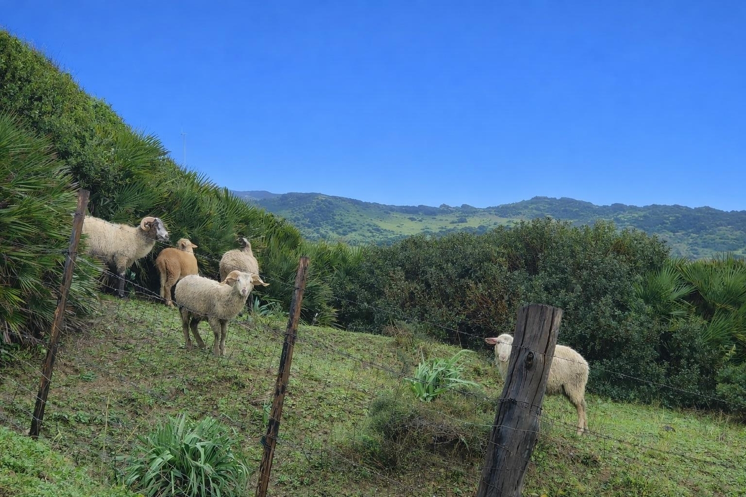  à vendre maison de campagne Tarifa Campo De Gibraltar 8