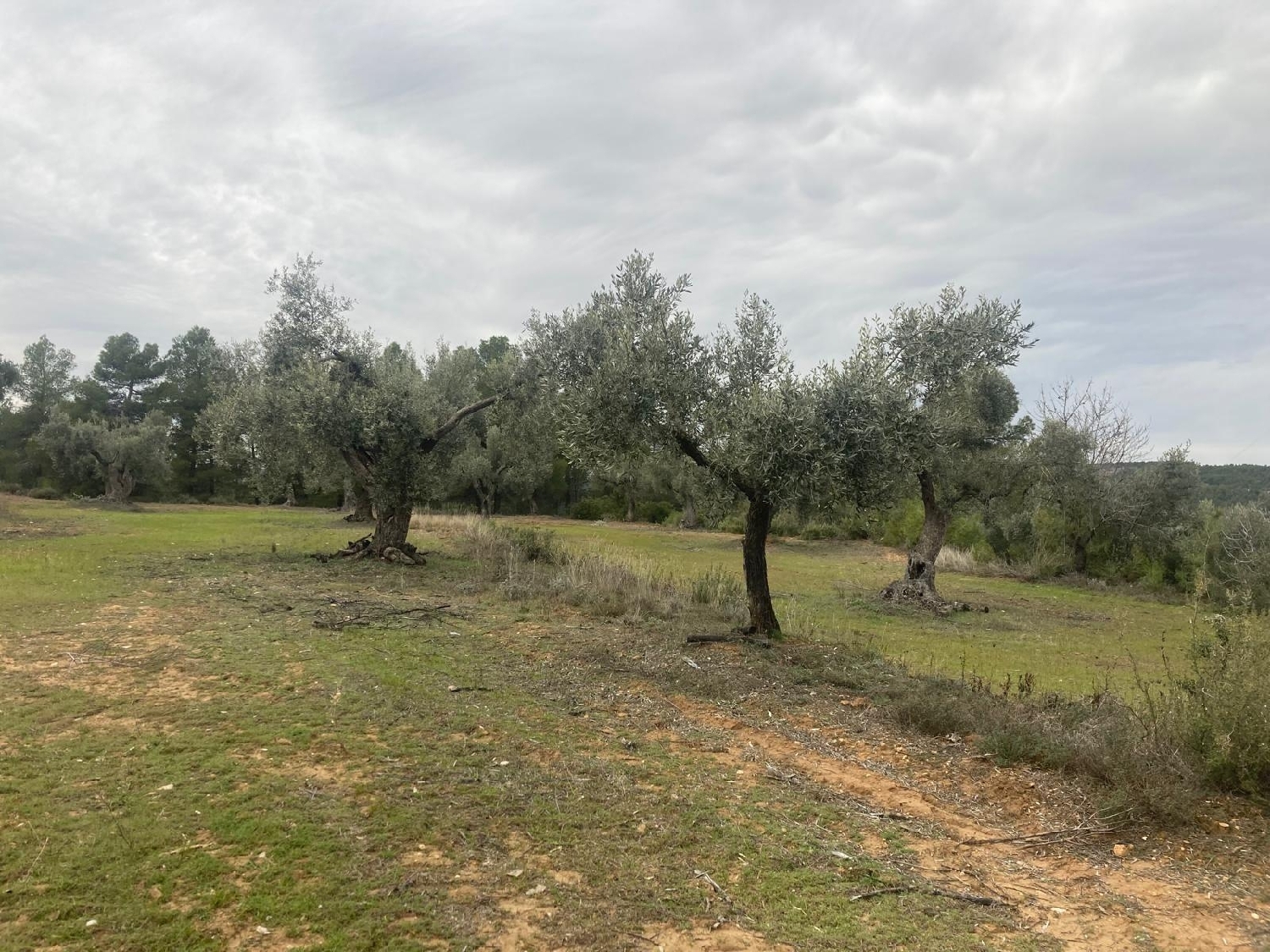  for sale country house Valderrobres Matarraña 3