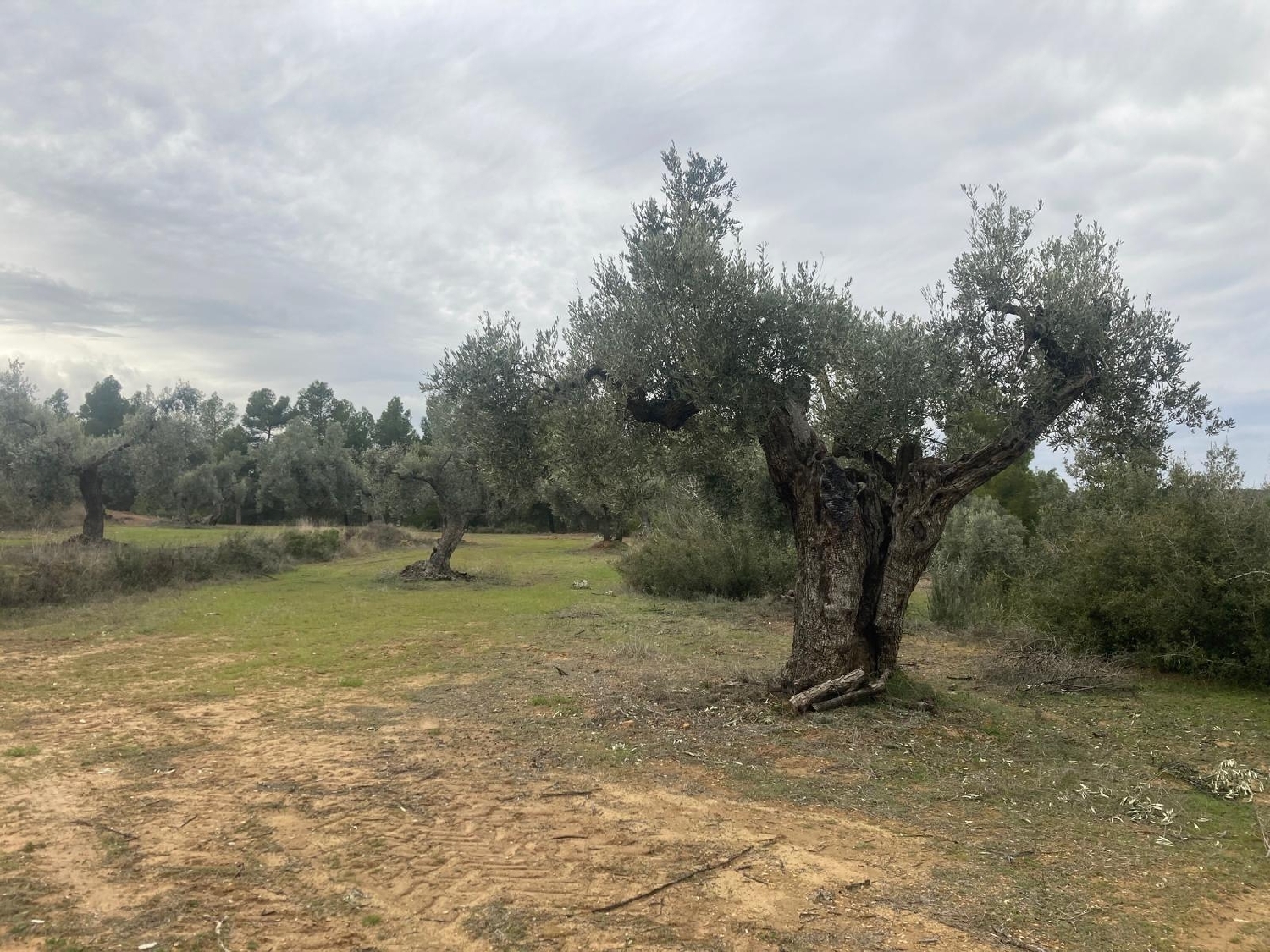  for sale country house Valderrobres Matarraña 4