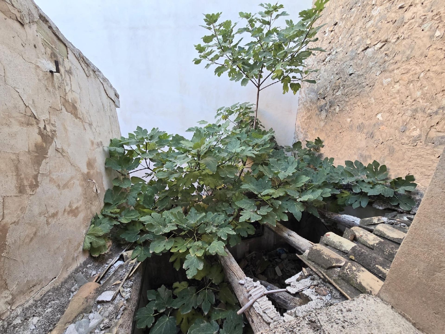  kaufen Haus Aspe Vinalopó Mitjà 8