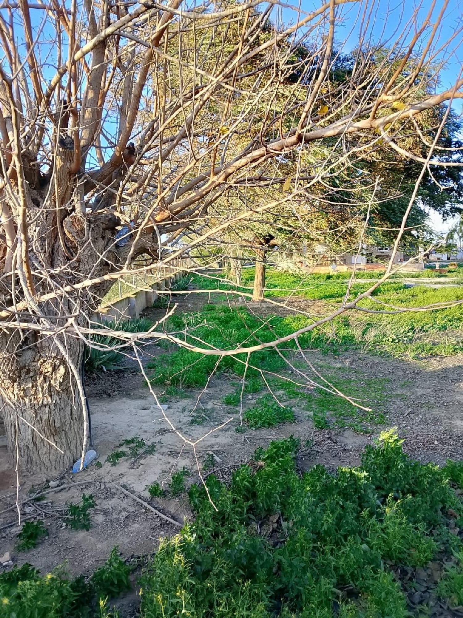  à vendre maison Daya Nueva Baix Segura 7