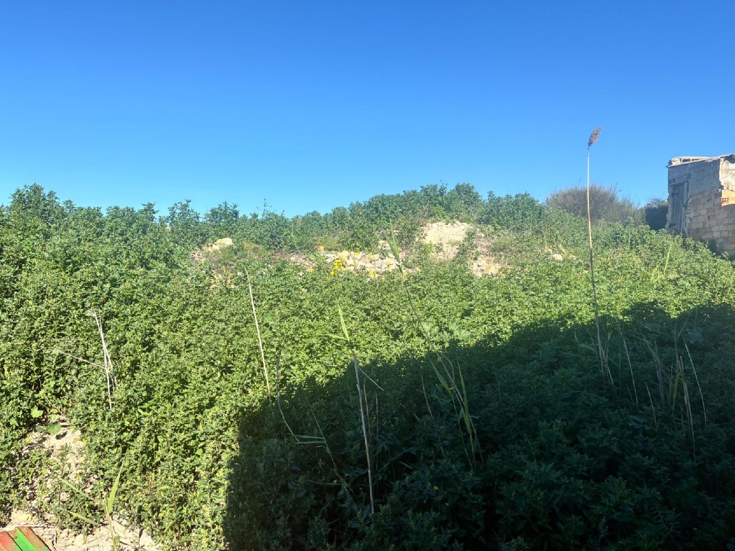 kaufen Haus Molina De Segura Vega Media Del Segura 6