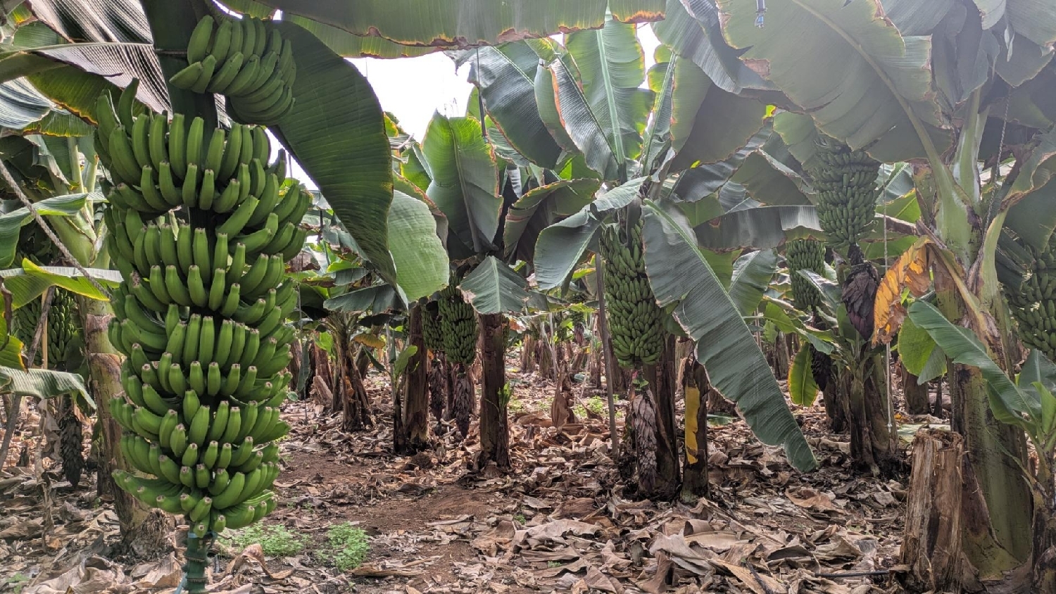  kaufen Herrenhaus Galdar Área Norte 5