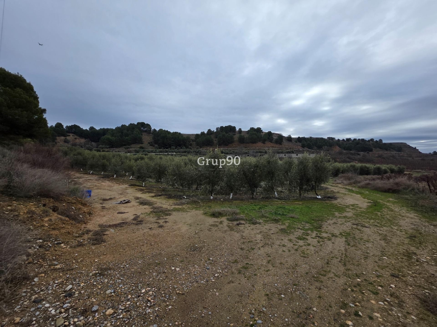  à vendre terrain Alpicat Segrià 2