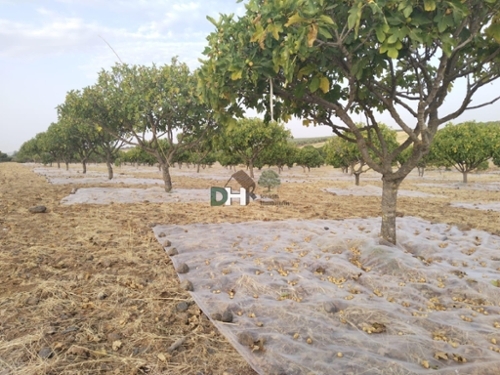 Badajoz Casco Antiguo-Centro Badajoz terreno foto 6350531