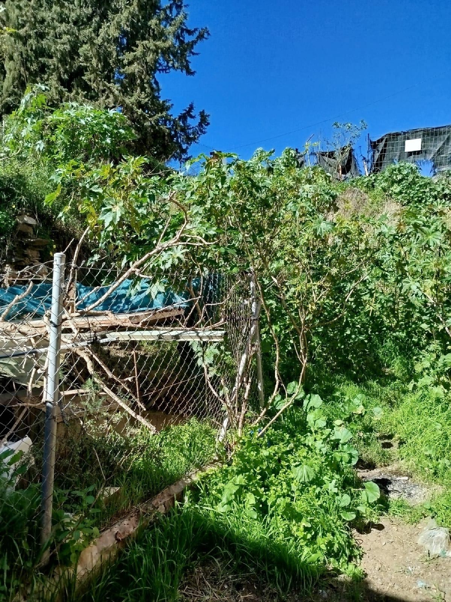 te koop perceel Benamocarra Axarquía 2