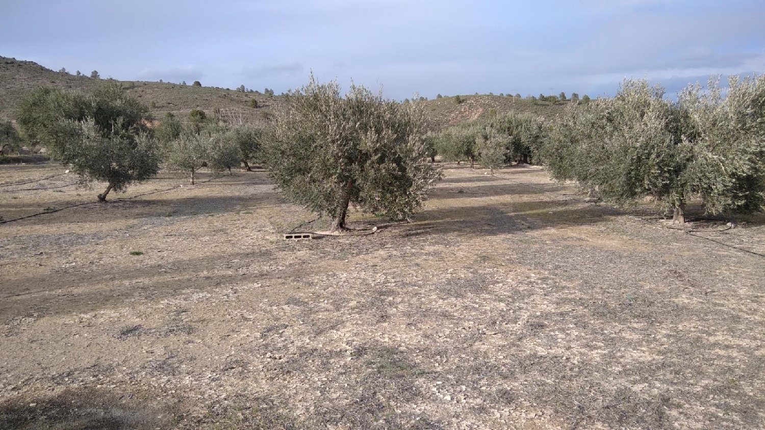  te koop perceel Calasparra Noroeste 3