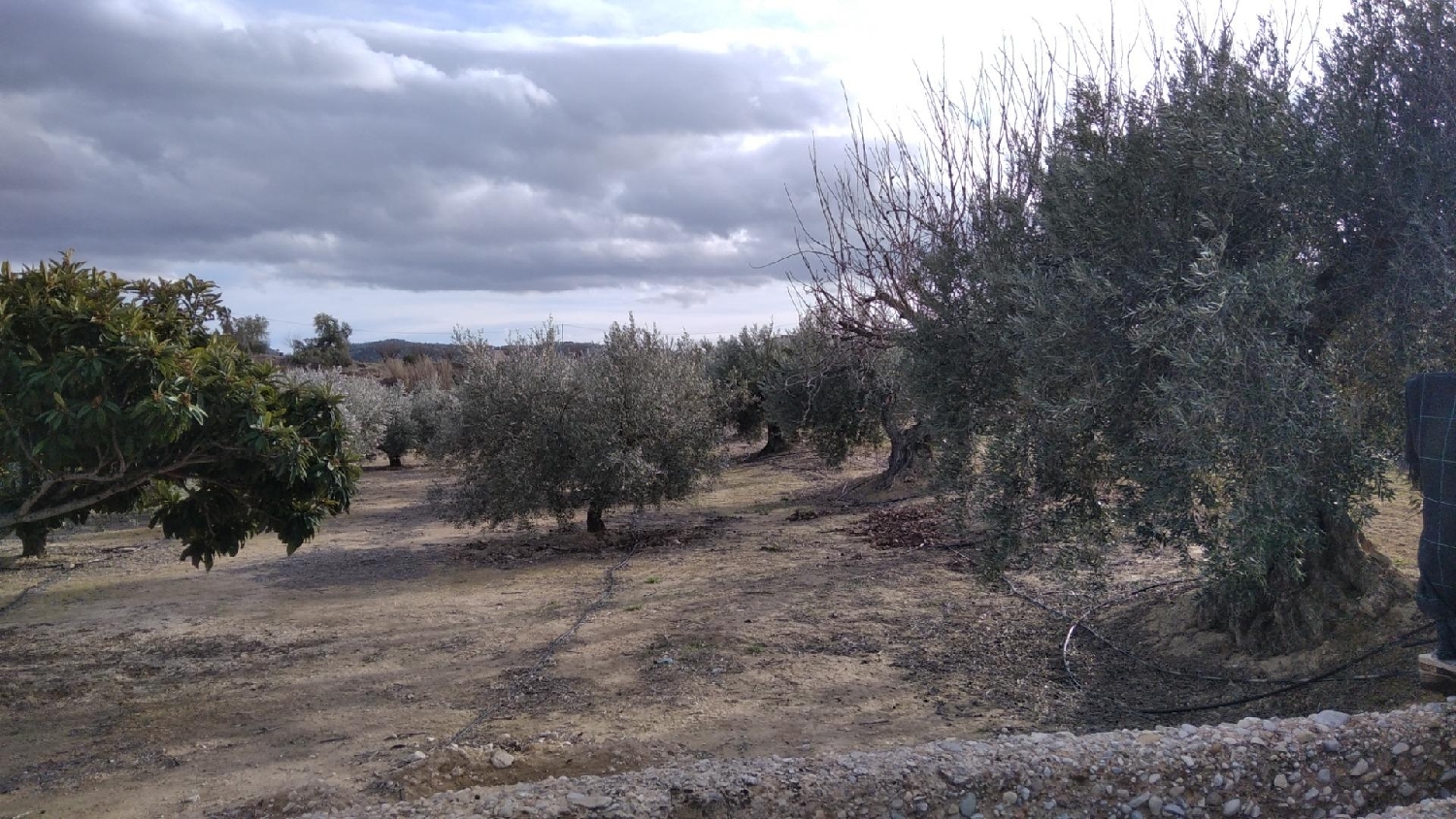  te koop perceel Calasparra Noroeste 5