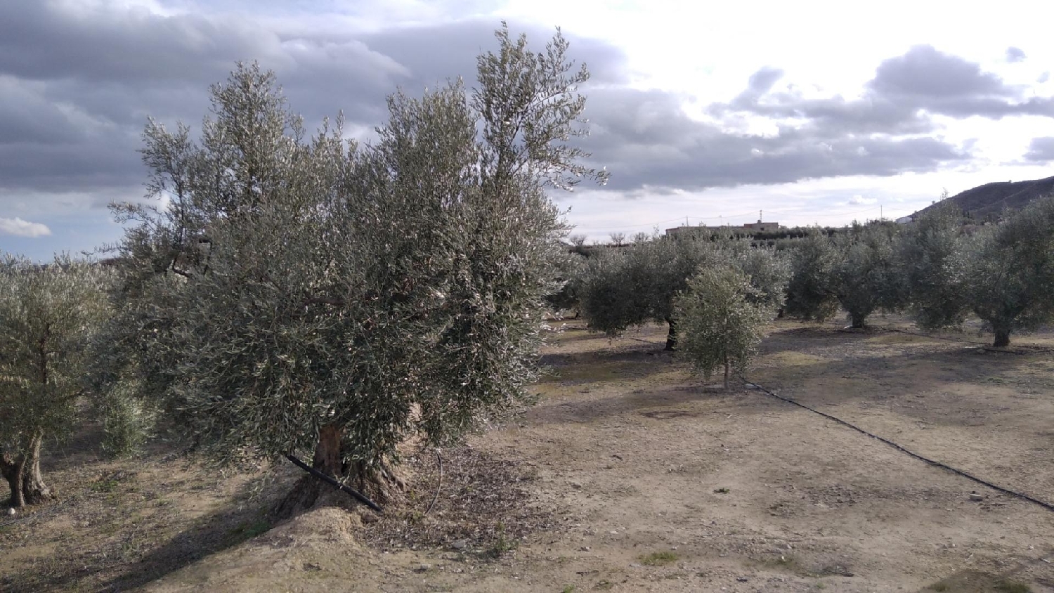  te koop perceel Calasparra Noroeste 7