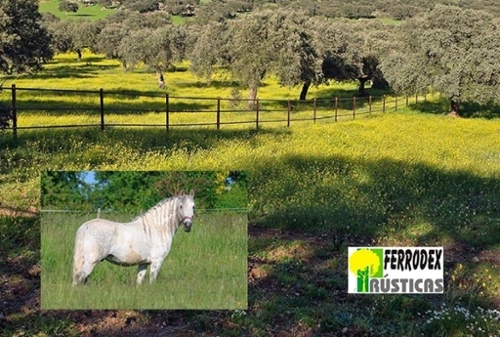 Casar De Cáceres Tajo-Salor terrain foto 6350529