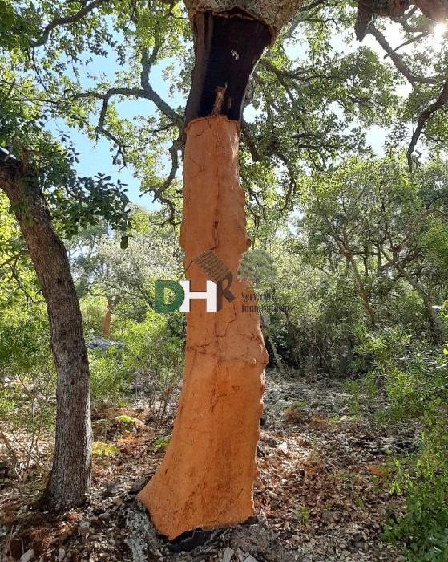 for sale plot Casar De Cáceres Tajo-Salor 2