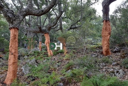 Casar De Cáceres Tajo-Salor terrain foto 6350530
