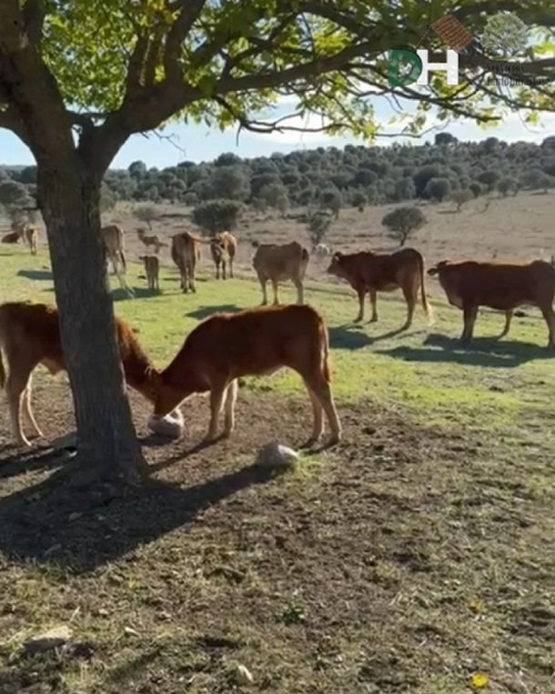 Casar De Cáceres Tajo-Salor terrain foto 6350532