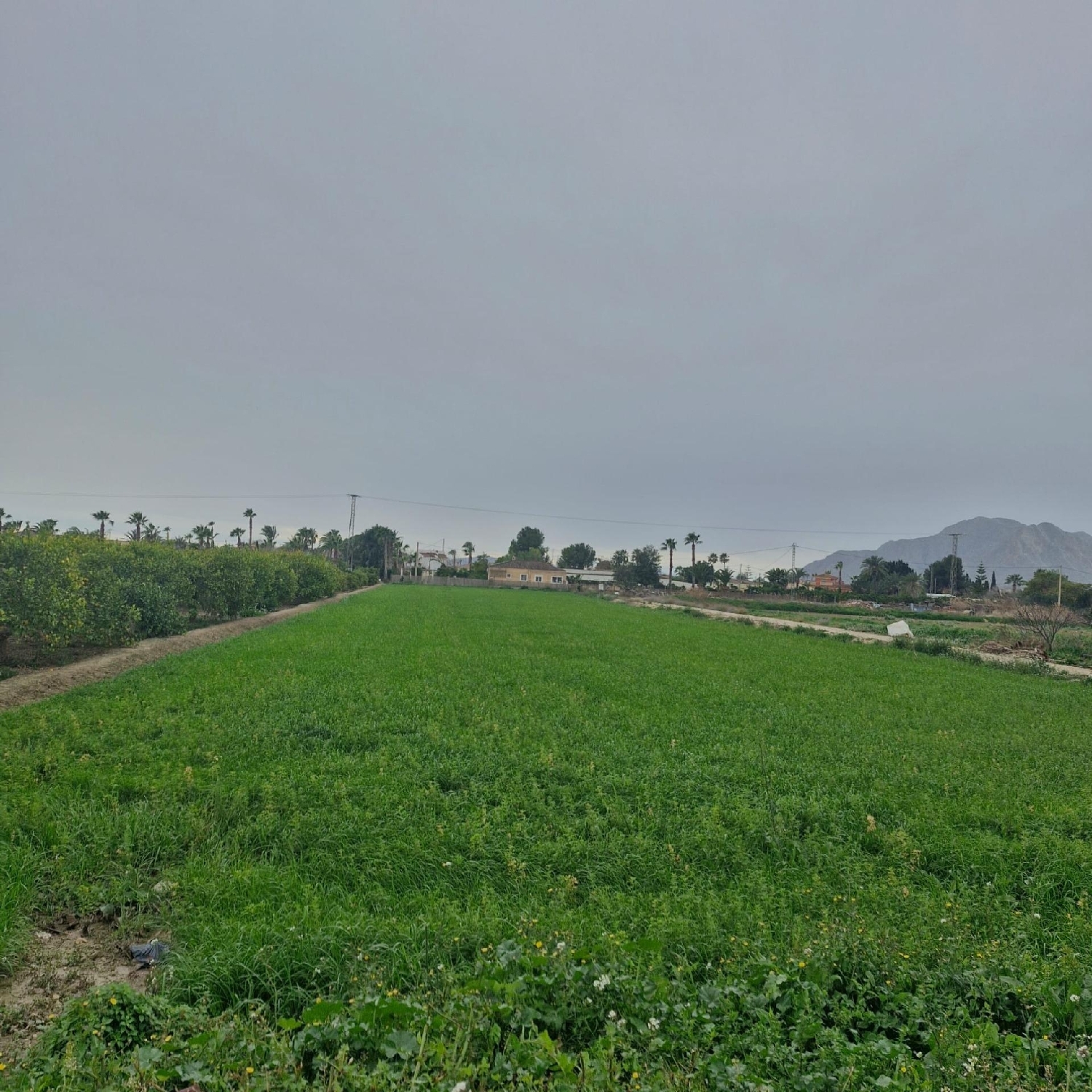  for sale plot Catral Baix Segura 1